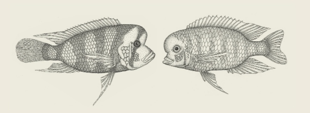 Illustration cichlids from different lakes, by R. Craig Albertson.